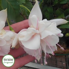 Xxl Iri Çiçekli White King Beyaz Küpeli Çiçeği Fidesi (1 Adet)