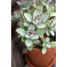 Çikolata Asker Sukulent / 5,5 cm Saksıda / Kalanchoe Tomentosa Nigra Chocolate Soldier Succulent