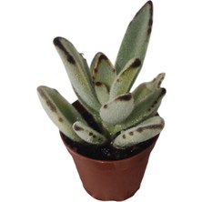 Çikolata Asker Sukulent / 5,5 cm Saksıda / Kalanchoe Tomentosa Nigra Chocolate Soldier Succulent