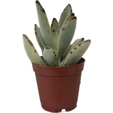 Çikolata Asker Sukulent / 5,5 cm Saksıda / Kalanchoe Tomentosa Nigra Chocolate Soldier Succulent