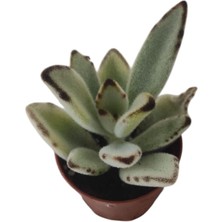 Çikolata Asker Sukulent / 5,5 cm Saksıda / Kalanchoe Tomentosa Nigra Chocolate Soldier Succulent