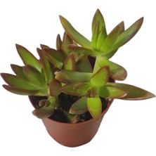 Smyrna Garden Sedum Firestorm Adolphii Succulent - 5,5 cm Saksıda - Ateş Fırtınası Damkoruğu Sukulent