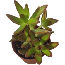 Smyrna Garden Sedum Firestorm Adolphii Succulent - 5,5 cm Saksıda - Ateş Fırtınası Damkoruğu Sukulent