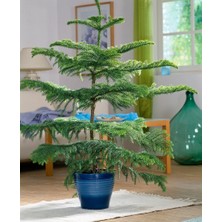 Arokarya Çamı – Salon Çamı 80 cm 3 Adet