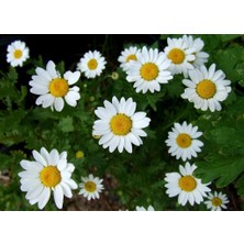 Canlı Papatya Çiçeği (Chamomillae Romanae) 10 Adet – Kolay Bakım,