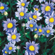 10 Adet Canlı Felicia Mavi Papatya Saksılı - Balkon Bahçe Peyzaj