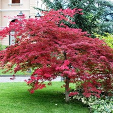TNC Garden Groups Kırmızı Yapraklı Japon Akçaağaç Acer Palmatum Atropurpureum 2 Ade