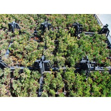 TNC Garden Groups Izmir Güzeli Çiçeği 45 Adet