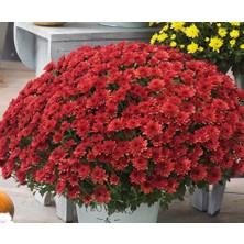 TNC Garden Groups Kasımpatı Krizantem Chrysanthemum Kırmızı 5 Adet