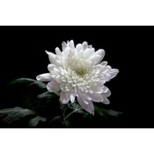TNC Garden Groups Kasımpatı Krizantem Chrysanthemum Beyaz 5 Adet