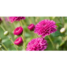 TNC Garden Groups Kasımpatı Krizantem Chrysanthemum Pembe 5 Adet