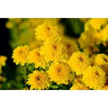 TNC Garden Groups Kasımpatı Krizantem Chrysanthemum Sarı 5 Adet
