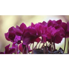 TNC Garden Groups Mor Sıklamen Çiçeği