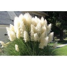 TNC Garden Groups Pampas Otu - Saz Püskülü Çiçeği 10 Adet