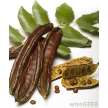 TNC Garden Groups Keçiboynuzu Harput Fidanı Ceratonia Siliqua