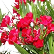 Kırmızı Zakkum Fidanı 60 cm