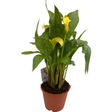 Gelin Çiçeği Gala Çiçeği Sarı 15-25 cm