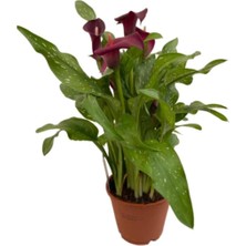 Gala Gelin Çiçeği Kırmızı 15-25 cm