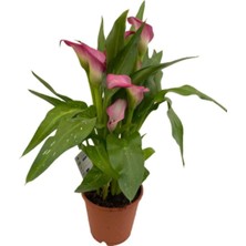 Gala Gelin Çiçeği Pembe 15-25 cm