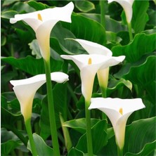 Gala Çiçeği Fidesi Calla Lily White 10-20 cm