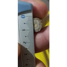 Cemre Botanik Bitki Destek Çubuğu İthal Bambu (5 Adet)