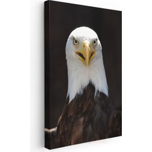 Kartal Bakışı - Keskin Gözleriyle Yırtıcı Amerikan Kartalı Kanvas Tablo