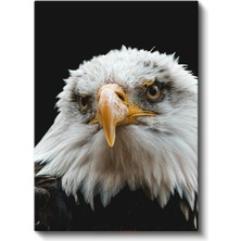 Amerikan Kartalı - Siyah Zeminde Keskin Bakışlı Portre Kanvas Tablo