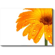 Turuncu Gerbera - Çiy Damlacıklı Detay Kanvas Tablo