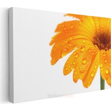 Turuncu Gerbera - Çiy Damlacıklı Detay Kanvas Tablo