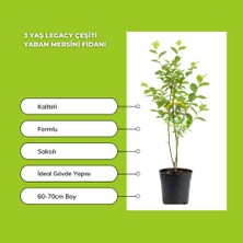 Fidan Sepetim 3 Yaş Legacy Çeşiti Yaban Mersini Fidanı