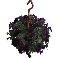 Mor Petunya Çiçeği / Askılı Saksıda / 20-30 cm / Purple Petunia / Asaletin Simgesi