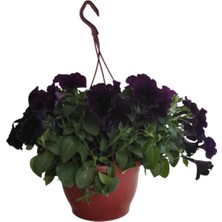 Mor Petunya Çiçeği / Askılı Saksıda / 20-30 cm / Purple Petunia / Asaletin Simgesi