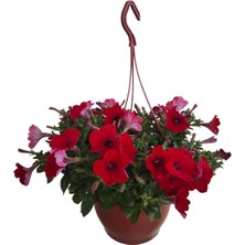 Kırmızı Petunya Çiçeği / Askılı Saksıda / 20-30 cm / Red Petunia / Tutkulu Aşkın Simgesi
