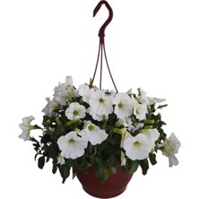 Beyaz Petunya Çiçeği / Askılı Saksıda / 20-30 cm / White Petunia / Masumiyetin Simgesi