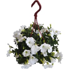 Beyaz Petunya Çiçeği / Askılı Saksıda / 20-30 cm / White Petunia / Masumiyetin Simgesi