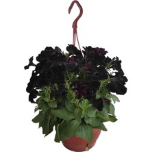 Siyah Petunya Çiçeği / Askılı Saksıda / 20-30 cm / Black Petunia / Güç ve Zarafetin Simgesi