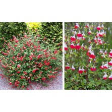 Evlerinizi ve Bahçelerinizi Süsleyen Süs Kırmızı Çiçekli Ada Çayı Fidanı