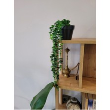 Siyah Saksılı 7 Dallı Yeşil Sarkıt Okaliptus Yapay Bitki Çiçek Dekor 50  cm