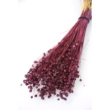 Kuru Çiçek Luna (Keten) Otu 60GR Mürdüm-Kahve