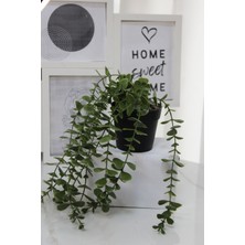 Sarkan Dekoratif Okaliptus Çiçeği