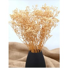 Kurutulmuş Cipso Çiçek