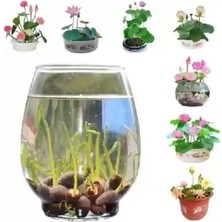 10 Adet Tohum Karışık Renkli Organik Japon Su Çiçeği Lotus Hızlı Büyüyen Kokulu Lotus