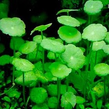 Hydrocotyle Verticillata Saksı Canlı Bitki
