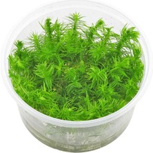 Pogostemon Deccanensis In Vitro Canlı Bitki