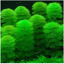 Limnophila Aquatica Bağ 5-6 Kök Canlı Bitki