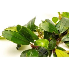 Bucephalandra Brownie Purple Saksı Canlı Bitki