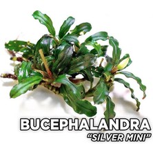 Bucephalandra Silver Mini Saksı Canlı Bitki