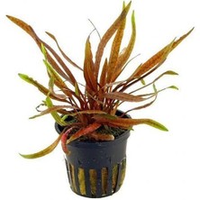 Cryptocoryne Spiralis Tiger Saksı Canlı Bitki