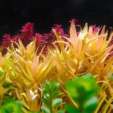 Ammania Pedicellata Golden In Vitro Canlı Bitki