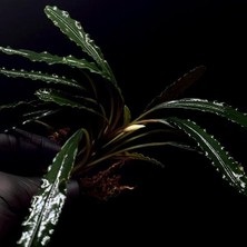 Bucephalandra King Crocodile Saksı Canlı Bitki